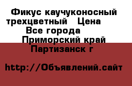 Фикус каучуконосный трехцветный › Цена ­ 500 - Все города  »    . Приморский край,Партизанск г.